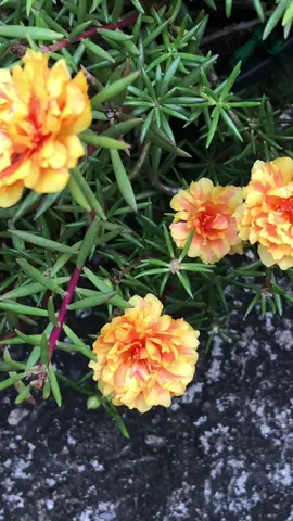Moss rose price 250/= upwards #fypシ゚viral #thegardenshed #fyppppppppppppppppppppppp #plantsplantsplants #plantslover 