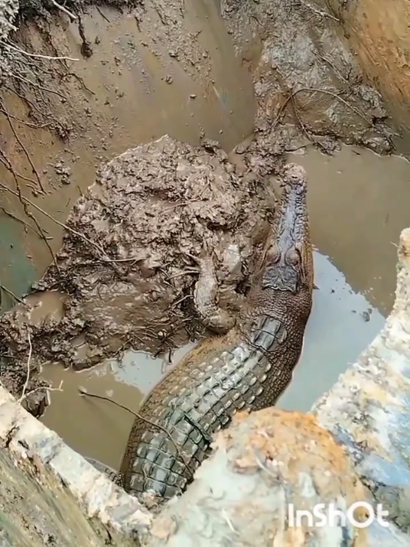 operator excavator dapat buaya#hastagfyp #operator_excavator 