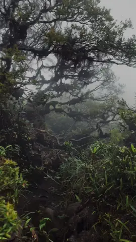 Gunung Kahung #gunungkahung #gunungkahung1456mdpl #kalimantanselatan #alamindonesia 