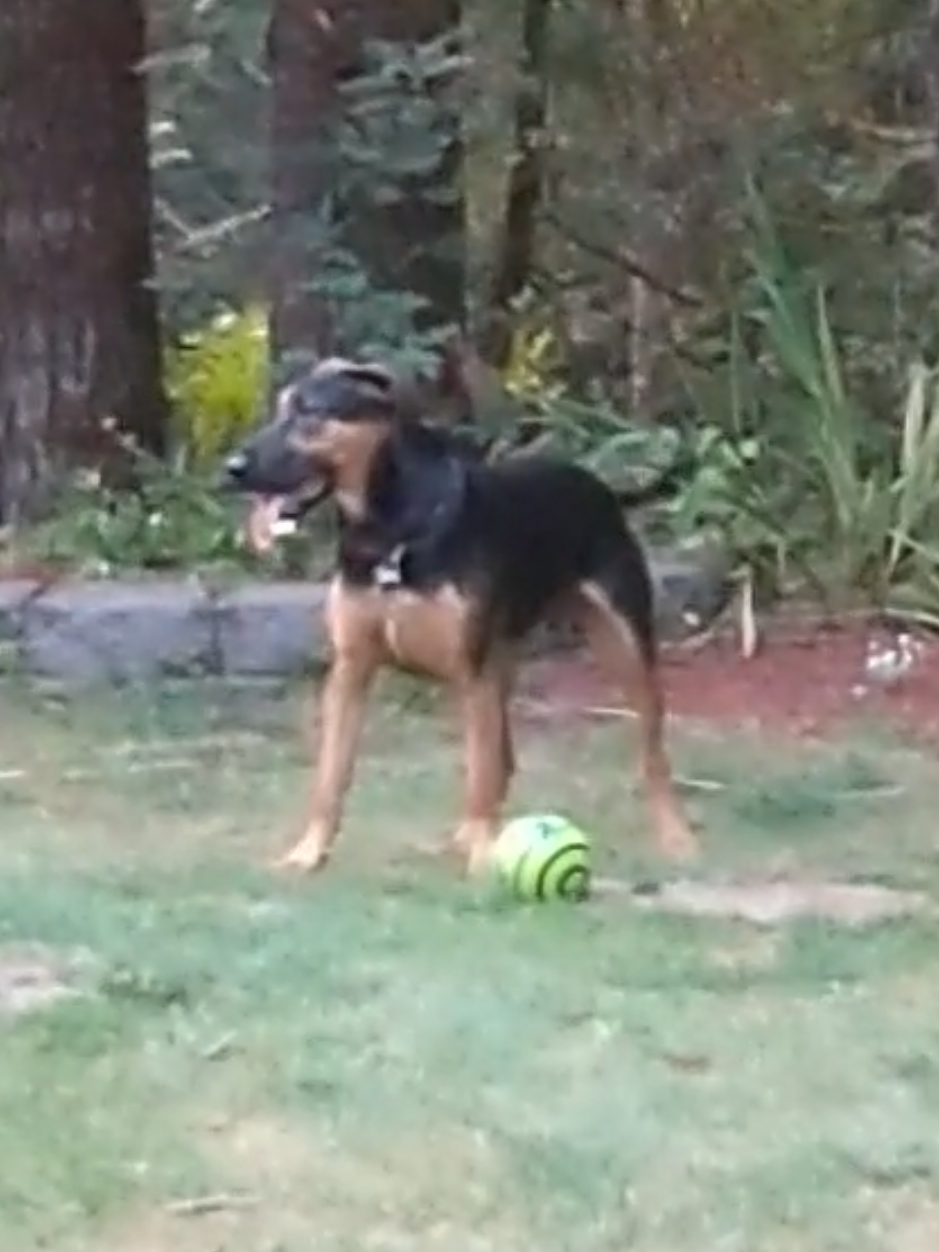 Ranger my Doberman mix and his new toy. #dobermanpinscher #dobermanmix #doberman #play #dobermanpuppy 