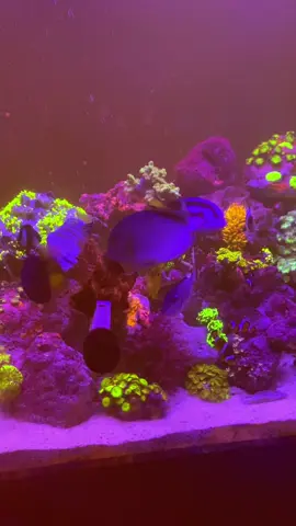 Reef Aquarium to take the edge off 🤏🏾