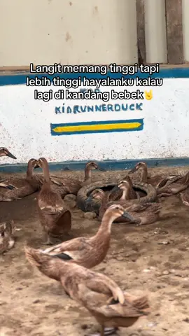 #bosmuda #peternakbebek #bebekpetelur #peternakmuda #peternak #KRD #kiarunnerduck 