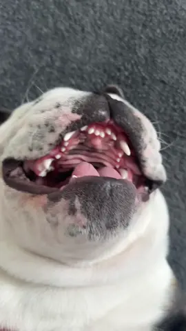 The evil laughs get better and better 😂😂😀🐶 #bulldog #puppy #funny #evil #