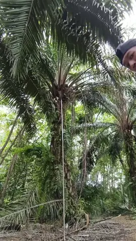 sak karep e dewek #ngapak #papamuda #petani #sawit 