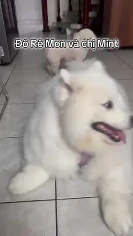 #samoyed #doremon #dogsoftiktok #Home 