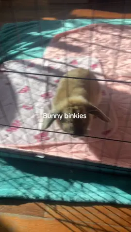 she’s such a happy girl #bunny #bunnygirl #orange #flop #holandlop 