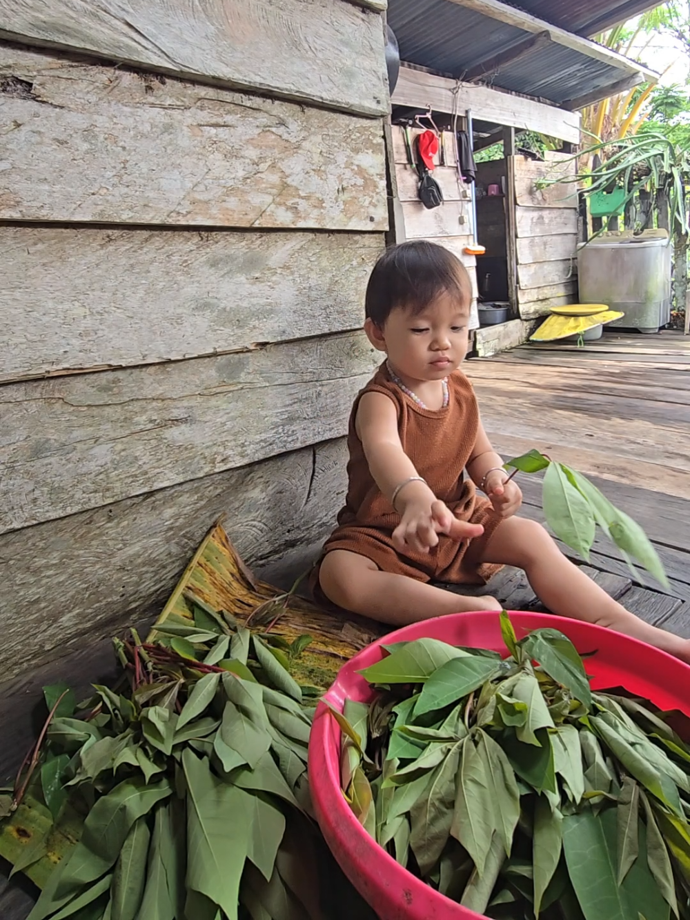 Makanan andalan urang dayak 🤤🤤🤤 #daunsingkong  #daunsingkongtumbuk  #dayakkalimantan  #dayakkenyah  #lewatberanda 