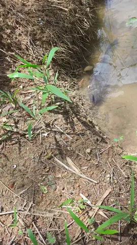 មិនចង់បានទេតែវាមកប្រគល់ខ្លួន😆🎣🐬#f #fyp #fishtok #fishing 