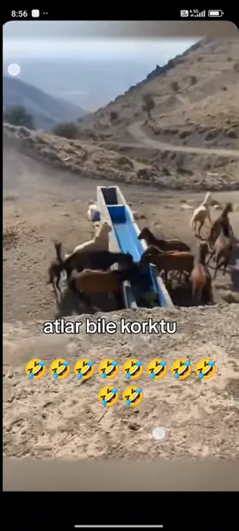 Sedat Peker komik anlar