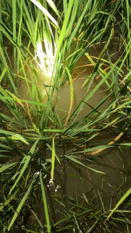 #fyp #foryou #fishing #ស្រុកស្រែ #ដាក់បង្កៃ 🥰🥰🥰