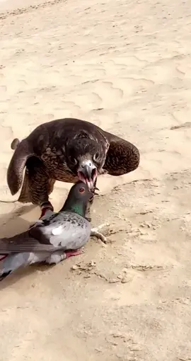 #الكويت #العراق #زاجل_البصرة #زاجل_سباق #حمام_زاجل 