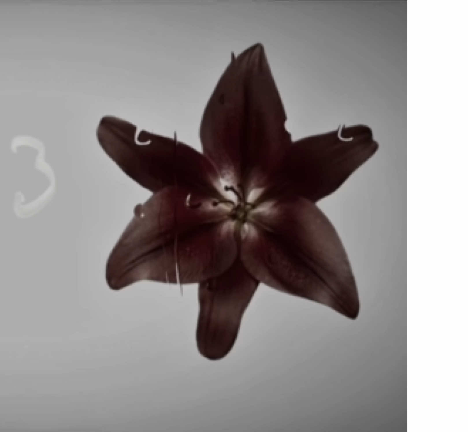 serial killer lana del rey brat lyrics #lanadelrey #neilanmusic #lyricsvideo #serialkiller #unreleased  you can see me drinking cherry cola my lyrics