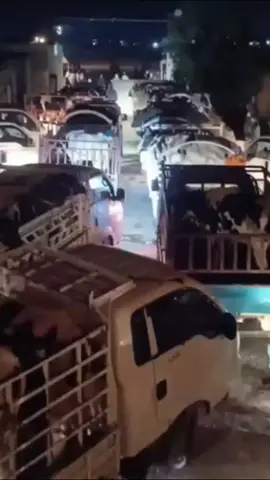 #حلال اللطيفيه لبيع المواشي #حلال #خيول #####