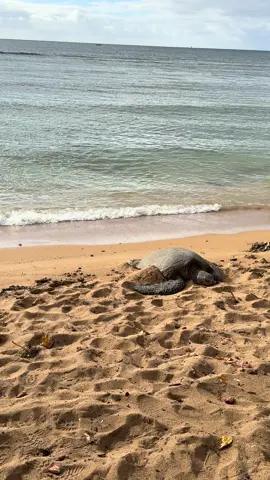 Honu 🐢 