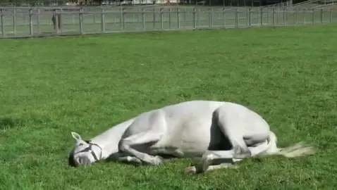 #ゴールドシップ 