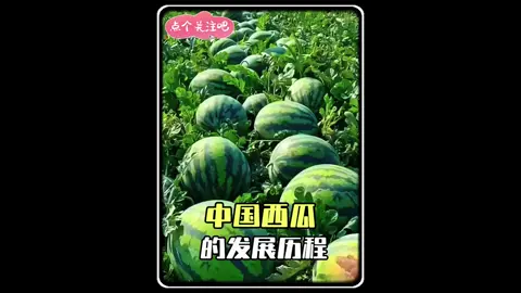 中国西瓜的发展历程。#科普 #科普一下 #科普知识 #原创动画 #涨知识 