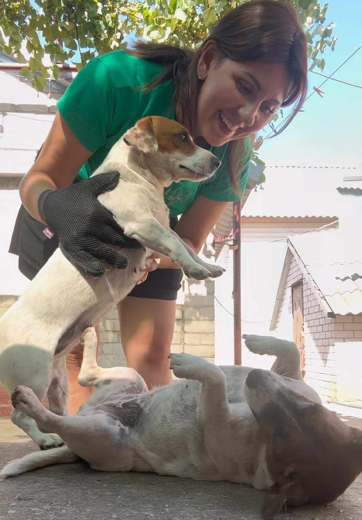 Девочки любят чесаться🥰 только видят щетку или перчатку, так сразу бегут ко мне. Майла любит больше, чем Пуля. Мне кажется она целый день бы так лежала🤭 #джекрасселтерьер #блогпродог #догблогер #jackrussell #щенкиджекрассела 