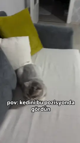 #keşfet #catsoftiktok #cat #fyp #kitten 