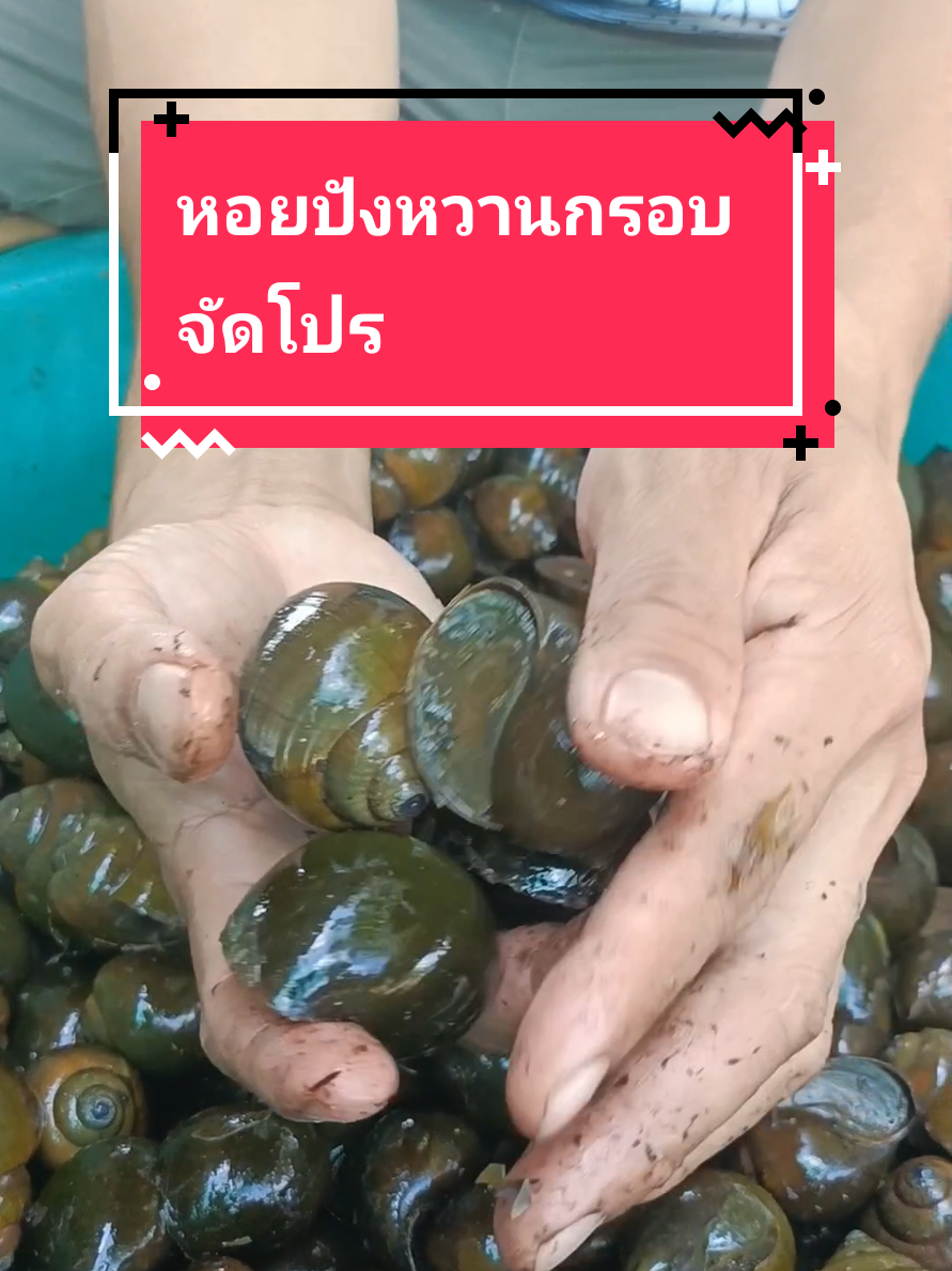 หอยปังตัวอ้วนๆสวยๆ อวบๆหวานๆ อร่อยๆ แซ่บๆ  #หอย #หอยปังใหญ่ๆ #หอยปัง #หอยนา #หอยโข่ง 