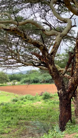 ချစ်သော အညာ 🍀 #village #mandalay #tiktok #CapCut #myanmartiktok🇲🇲🇲🇲 