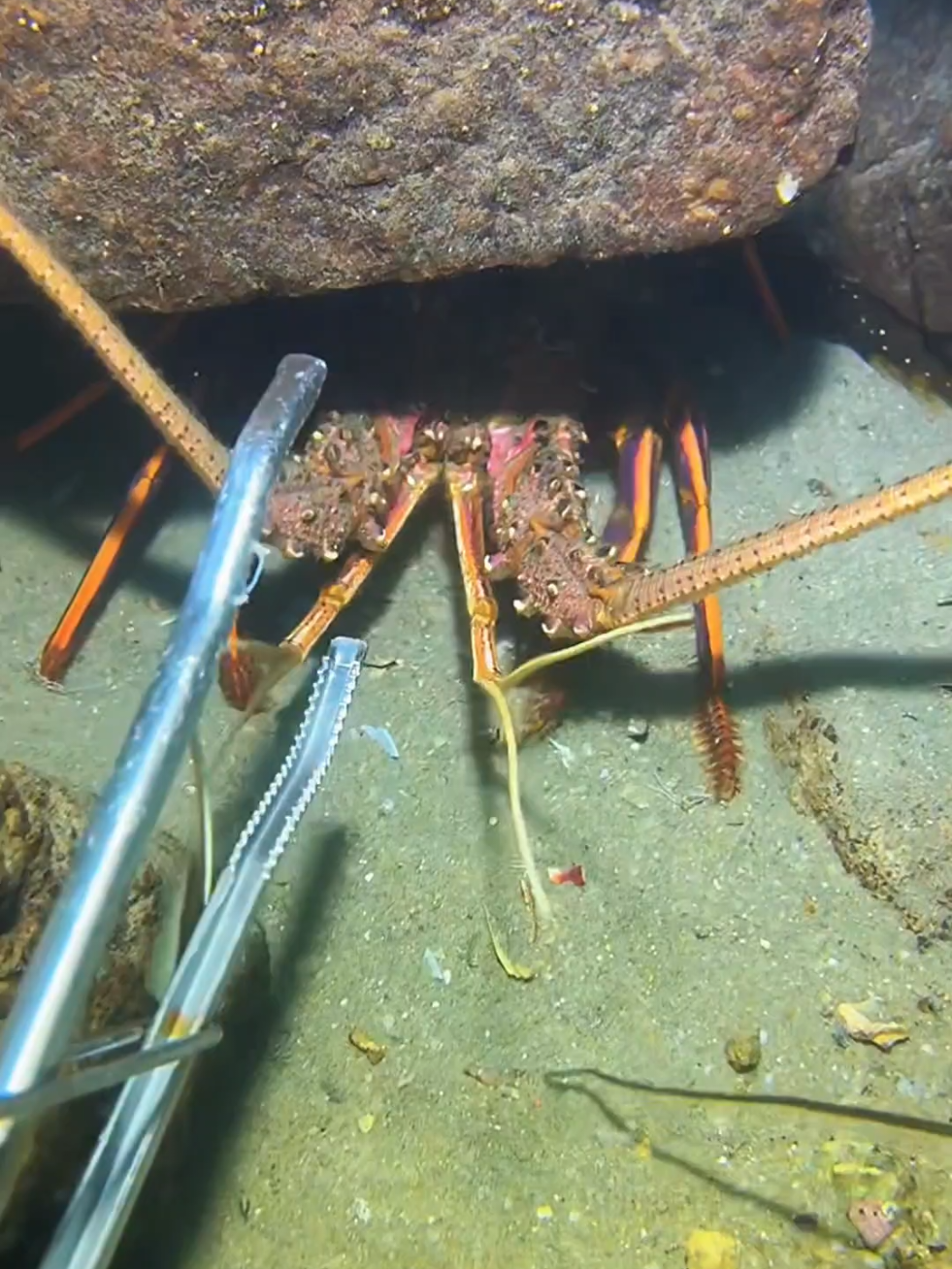 #diving #crab #catchthesea #seaside #seafood 