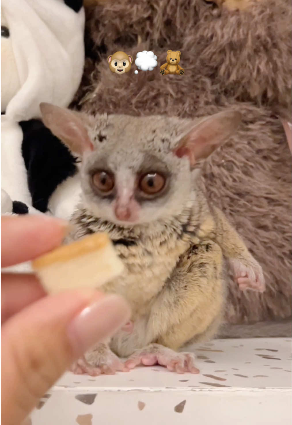 อารมณ์ดีสุดๆ 🤣 #bushbaby #บุชเบบี้ #กังฟูลิงจิ๋ว  #galago 