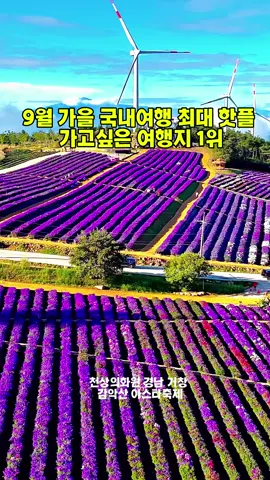 9월 국내여행지  가고싶은곳 1위 거창감악산 아스타국화축제 9월중순 최고의 화원을 만날 수 있습니다 #거창여행 #거창감악산별바람언덕 #아스타국화축제 #국내여행 #국내여행명소 