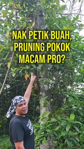 Buah dah masak elok tapi tak sampai? Panjat pokok bahaya, guna galah pulak buah jatuh pecah! Dengan Fruit Picker, semua settle Petik buah boleh,nak pruning pun boleh. Ringan, panjang, siap ada bakul elok masuk buah. Baru puas hati makan buah ranum depan mata sendiri. #fruitpicker #petikbuah  #alatpetikbuah #alatviral  #pruning 
