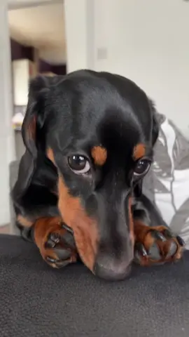 ❤️  #dachshund #minidachshund #dog #wienerdog #fyp 