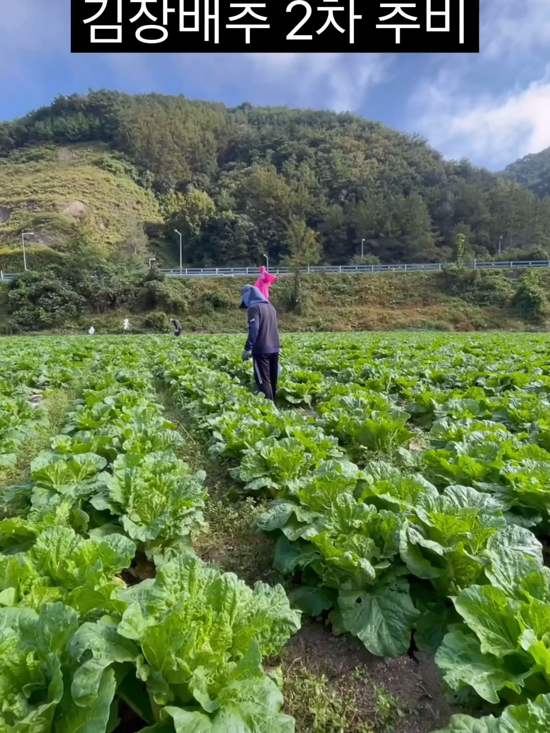 김장배추 2차 추비