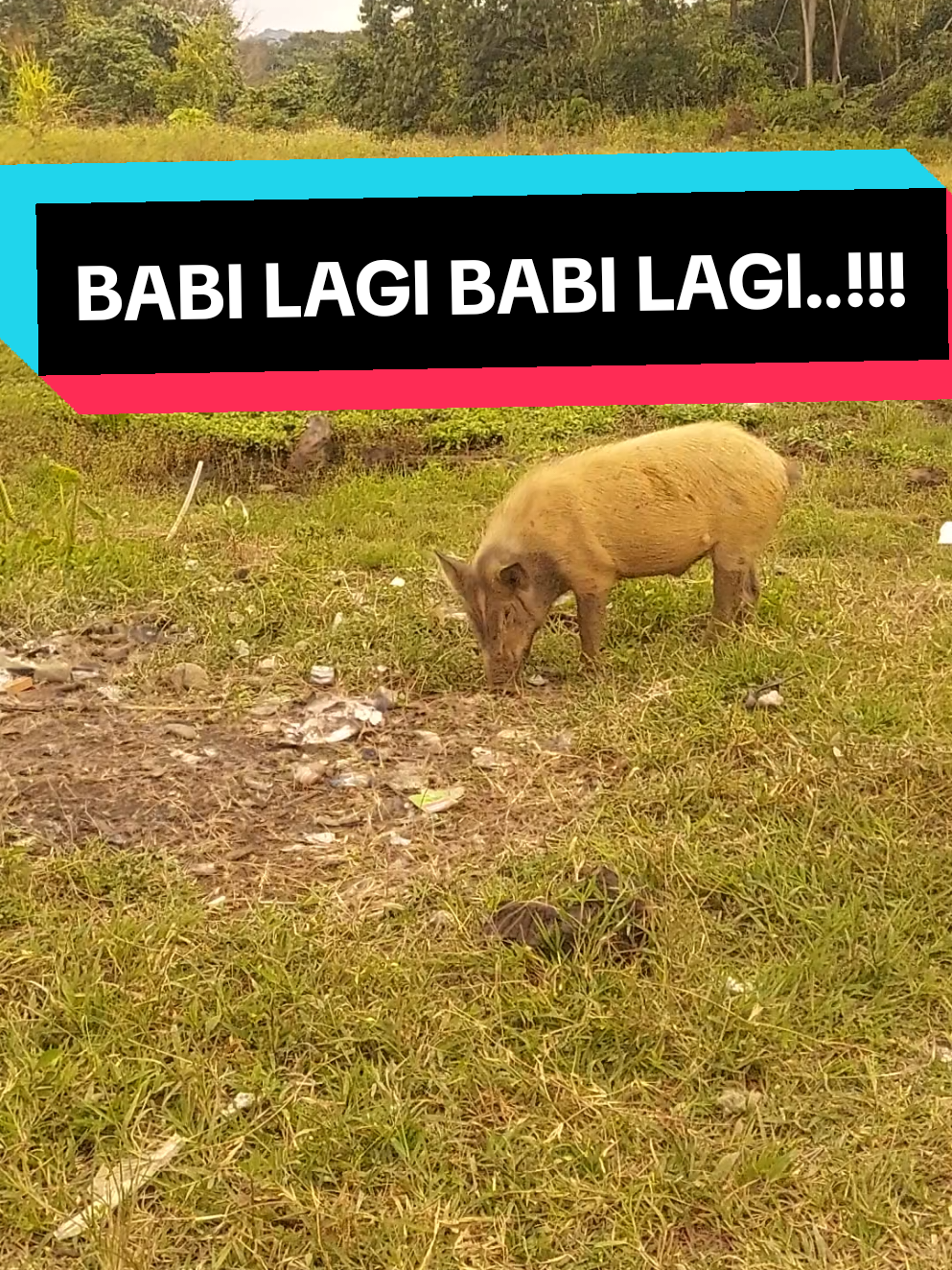 Babi Lagi.!!! 