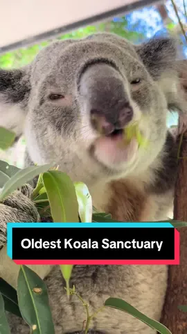 So lovely to be here in Brisbane visiting the oldest and largest koala sanctuary in the world. Definitely a must-see. I went on a Koala Discovery tour and was fascinated by all the knowledge the educator, Ruth, shared with me.  @Lone Pine Koala Sanctuary  #brisbane #koala #brisbane_australia #creatorsearchinsight 