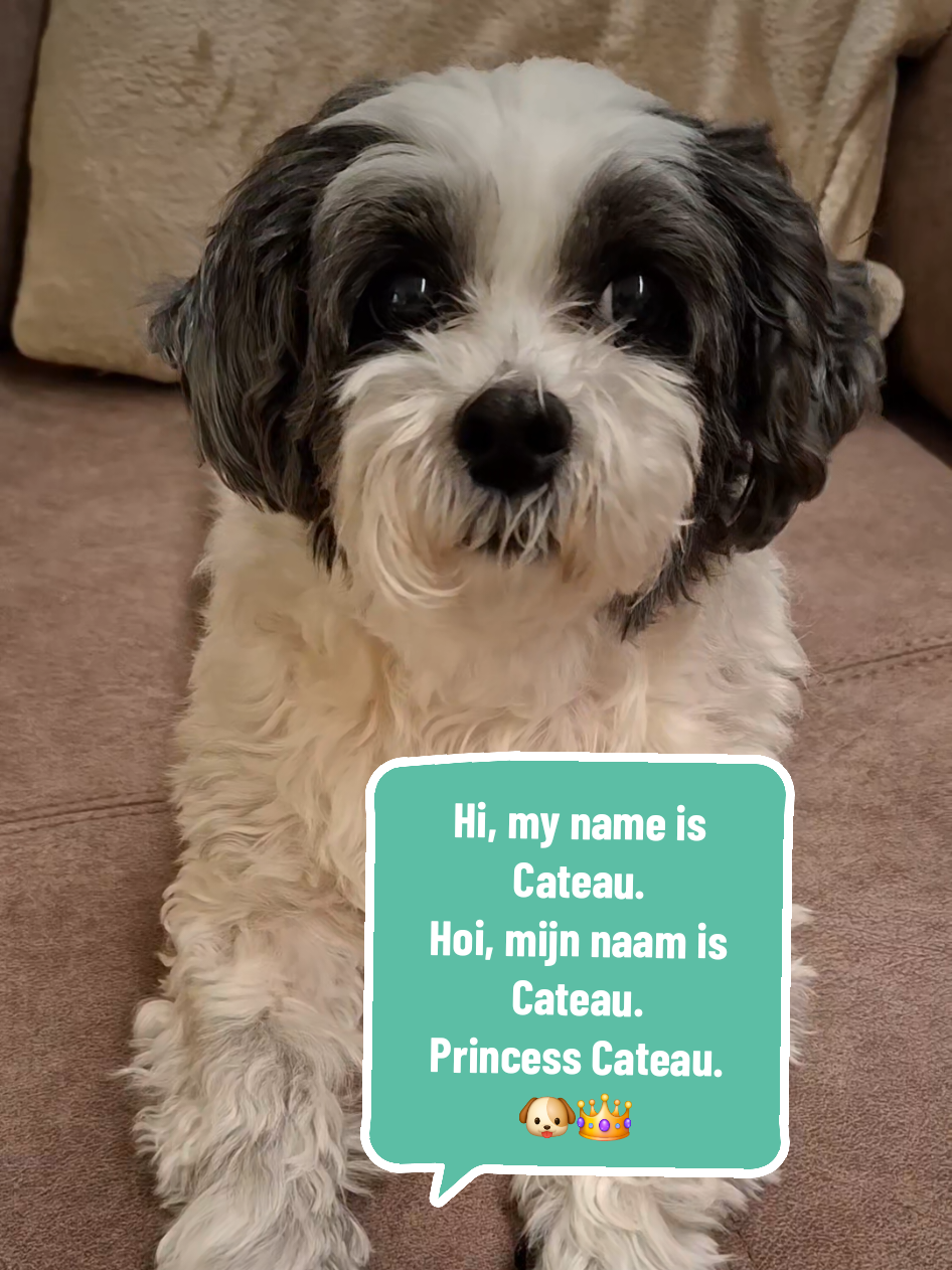 Just found out how to post with subtitles.🤭 Hi, this is Cateau the Boomer. She is a combination of a Shi Tzu with a Maltese dog. She is a senior dog that I adopted when she was 10 years old, had bad skin problems (stil has, but it's under control with treatment) and almost went to a shelter for another time while being so anxious. She became my godmothers dog at 7/8 years old. My godmother couldn't stay home alone anymore (Alzheimer) and so I saved her before her son would've put Cateau into a shelter like she was dirt. Cateau opened up with my godmother and felt at home, so going back to a shelter for another time would be the worst for her. And my godmother didn't want that neither. So she became anxious and scared she would never see her dog anymore and couldn't say goodbye. She wanted Cateau to stay with me or my dad (her brother), and so did I. My dad already has a dog, a rottweiler, the sweetest ever! I really wanted Cateau to come to my place. That was also the best for he5, a safe space with all the attention for her alone. So now my godmother and Cateau can still see each other and cuddle, like it should.🩵 And my life got better by having her with me. My body is sick and while I saved Cateau, she actually saved me too.❤️‍🩹 We both struggle with chronic illness, but we will always have each other.😊 #dogsoftiktok #adoptdontshop #seniordog #fyp  #chronicillness 