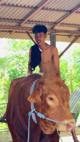 Sak iki besti tenan mas wes gak ngamok “ 😁@