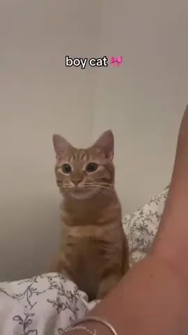 When you have a male cat #funny #tiktok #Funny #Cat #catvideos #Funnycat #catsoftiktok 