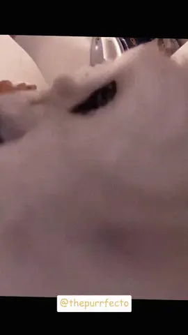 They eat so funny #funnycats #fyp #pov #funnycat #funnyvideo 