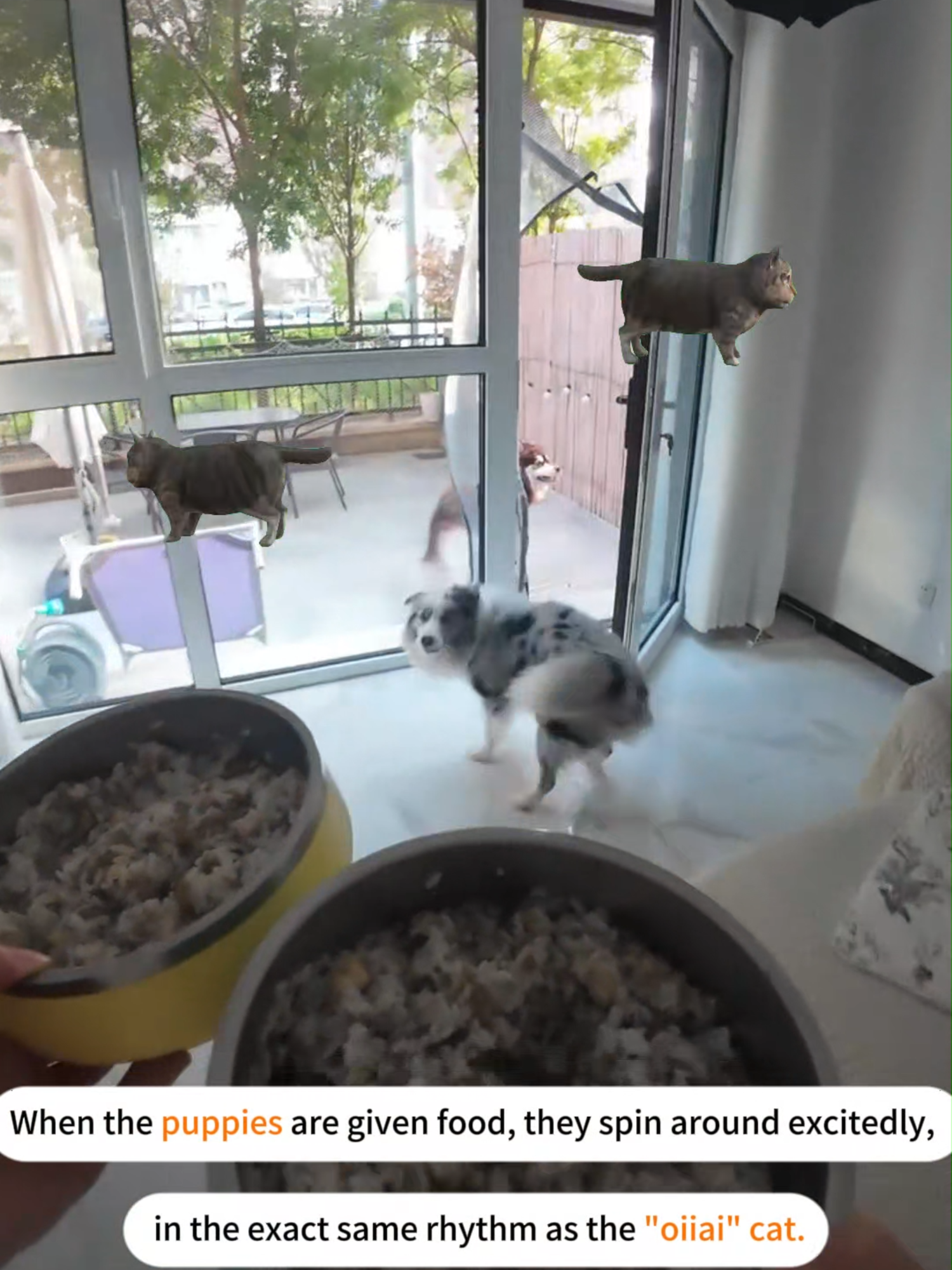 When the puppies are given food, they spin around excitedly, in the exact same rhythm as the 