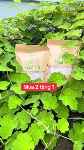 trà mâm xôi#tràtuilocmamxoi #mamxoi #xu #mamxoirung #mamxoirung 