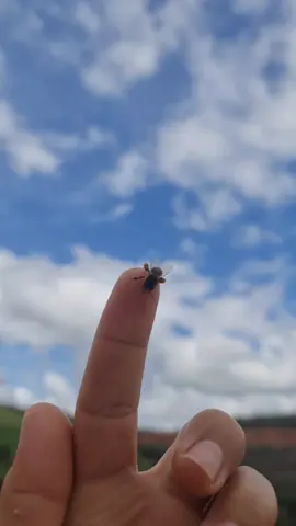 #العسل🍯 #النحل#عالم_النحل #نحل #عسل 