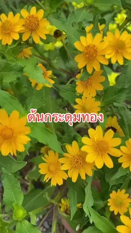 ต้นกระดุมทอง ไม้ดอกสีเหลือง ดอกเล็กๆ น่ารัก#ต้นกระดุมทอง#ดอกกระดุมทอง#กระดุมทองต้น#วิวดอยการ์เด้น
