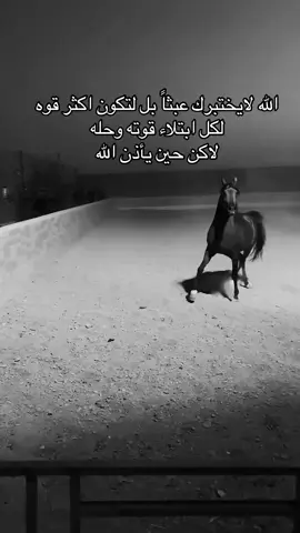 #خيل_وخياله🐎 #fyp #viral #اقتباسات #اكسبلورexplore 