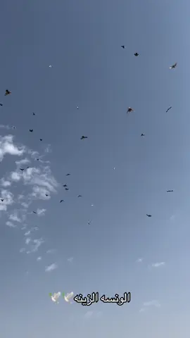 #الهاوي #ابو_فهيدان♂️ #حمام_لوت_البصره✌🔥 #حمام_لوت_قلابي_حمام_بصراوي @♯̶ صـويـلـح¹🇵🇰⤹✘ @؏ـبـﯠدي༼ྀ͢͡🇮🇶⃤ 𖤍 @ااحمد مخاشي ❤✌🦅 @أبن ورد❌ @ابو جود❤️ 