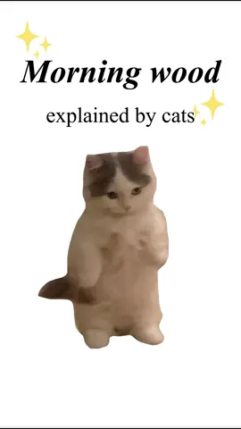 Morning wood explained by cats #kitty #cat #catsoftiktok 