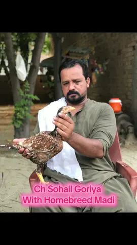 Alhamdullilah  1st position  Institute of live stock government of Pakistan pets beauty competition. 🥰🥰🥰 #fyp #foryou #trending #viral #CapCut 