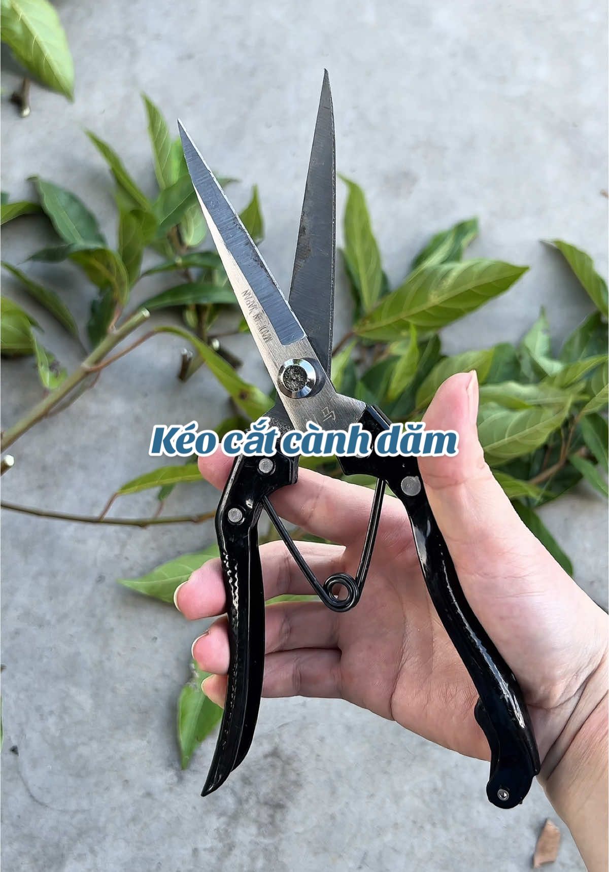 Kéo cắt cành dăm cắt cây cảnh cắt chồi non rất sắc bén #thuanhhp #keocatcanhcay #keocatcaybonsai #keocatcaycanh 
