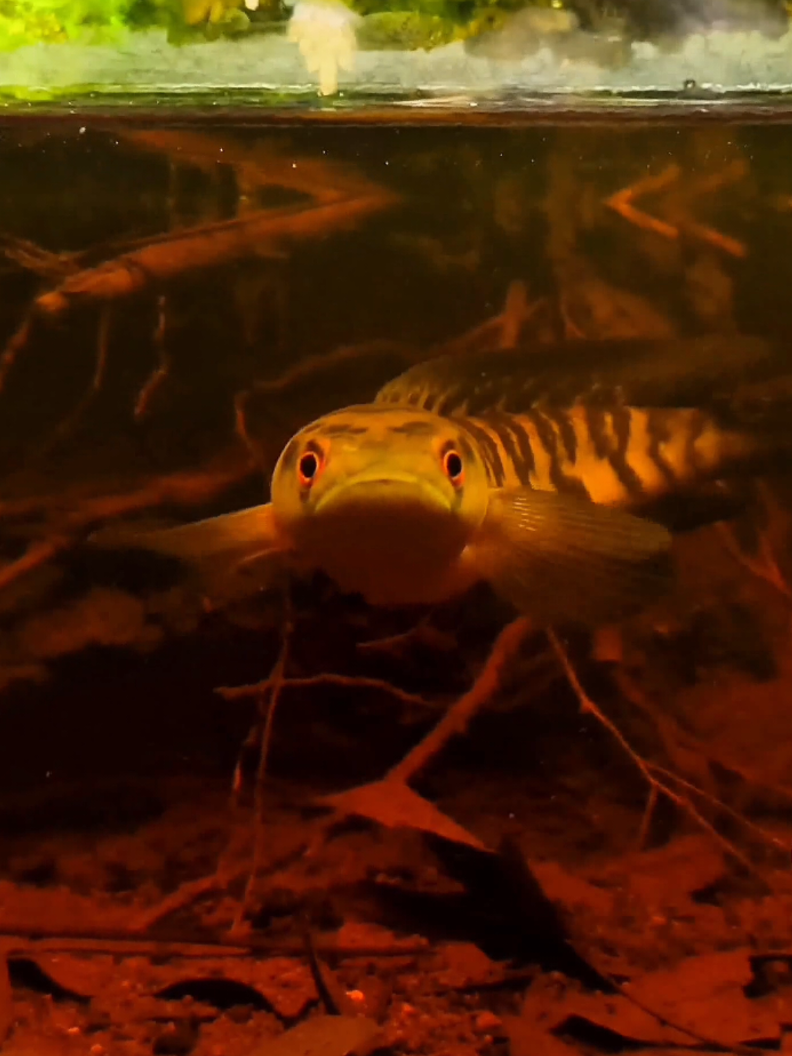 Replica of Lake Sentarum, Borneo — home of the legendary Channa Maru Yellow Sentarum. This biotope-style aquarium recreates the natural blackwater habitat with roots, leaf litter, and wild vegetation, bringing a fragment of Indonesia’s wilderness into glass. 🌿🐟 #ChannaMaruYellowSentarum #ChannaBiotope #LakeSentarumHabitat #WildChanna #biotopeaquarium 