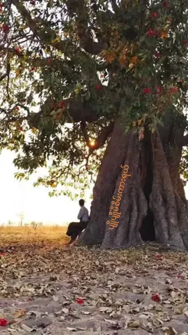 ရန်ကုန်မြို့ကြီးသွားတဲ့ပျိုပျိုမိစိမ်းကားရယ်##လွမ်းတယ်အချစ်ရယ်💖 