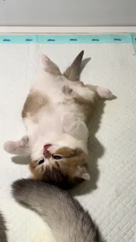 🌻nomi kecill😚😚#adopsikucingjogja #cats #catsoftiktok #adopt#bshkitten 