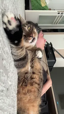 therapy session wth loki🧚🏼 #cat #catsoftiktok #therapy 