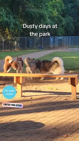 Dusty days at the park call for @Uproot Clean . Quick, easy and disposal   cleanup with no harsh chemicals. thick gloves that won't rip and tear. #doggrooming  #petsupplies #cleandog #uprootclean #doggroominggloves @Uproot Clean 